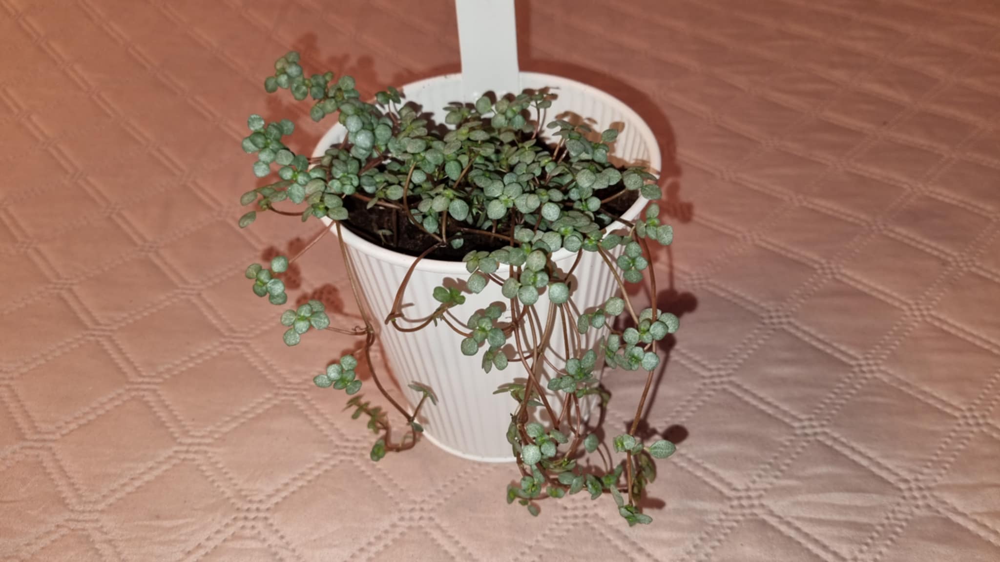 Ceropegia Woodii Image 2